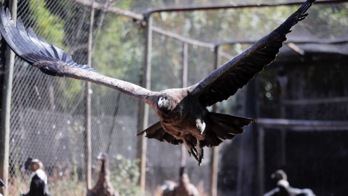 A condor flies at the Center for the Rehabilitation of Birds of Prey (CRAR) of the Chilean Ornithologists Union on January 14, 2023.