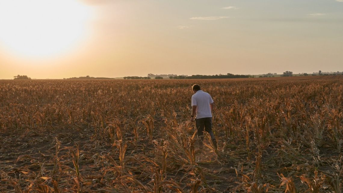 A person walks through a drought-affected field in San José de la Esquina, Caseros, Santa Fe Province, Argentina, on January 16.