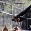 Two condors born in captivity in Chile ignite hopes of population boost