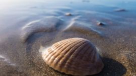 El costo total de la canasta playera o de unas vacaciones ajustadas a los distintos bolsillos y preferencias en 2023.