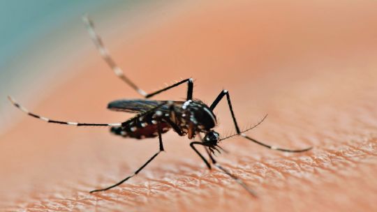 Dengue: Los casos bajaron un 62% en una semana en la ciudad de Córdoba