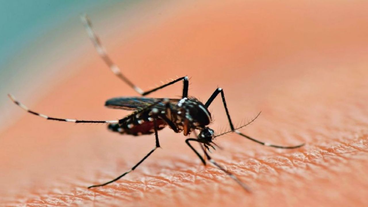 Dengue returns with the heat: how to prevent it