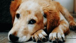 Las mascotas manifiestan los estados de ansiedad de una forma más o menos parecida a los humanos. Señales y soluciones.