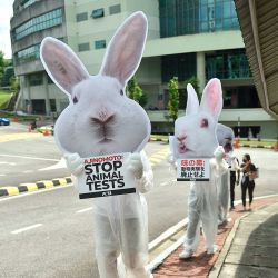 Activistas por los derechos de los animales disfrazados de conejos llevan carteles que dicen "Ajinomoto, detengan las pruebas con animales. Foto de Arif Kartono / AFP | Foto:AFP