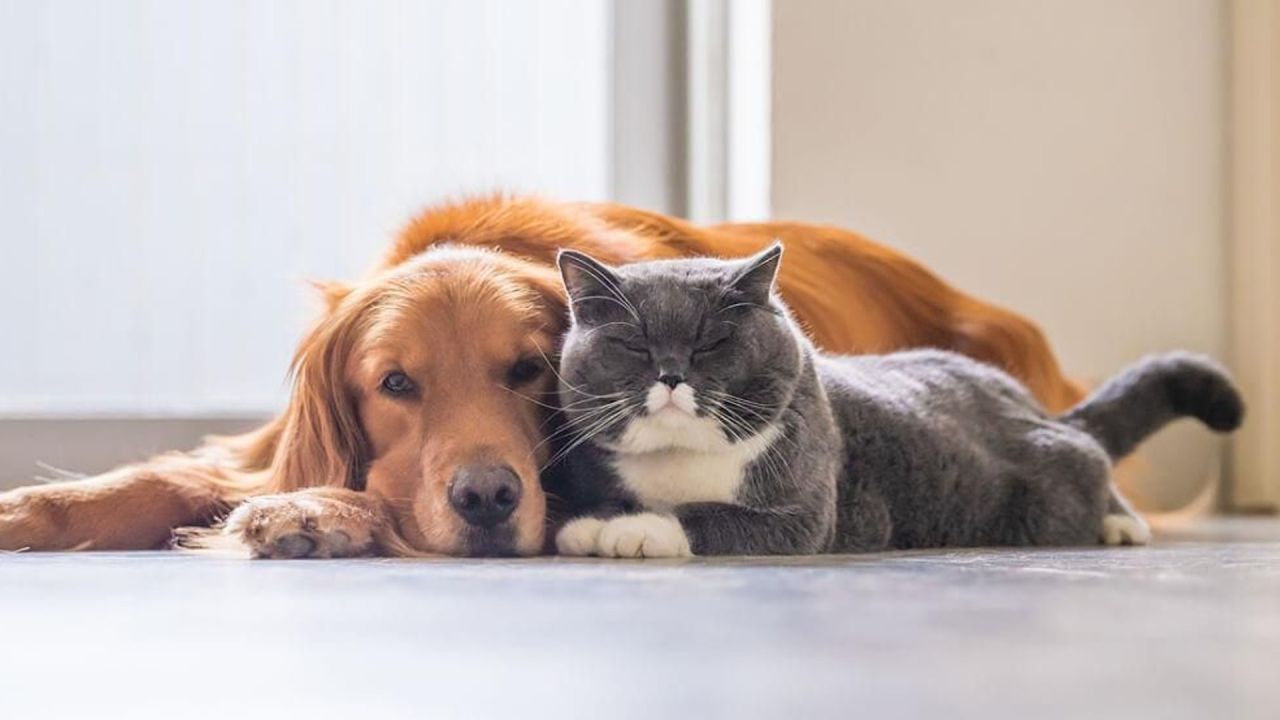 Gatos y perros: recomendaciones para elegir una guardería de mascotas | Foto:CEDOC