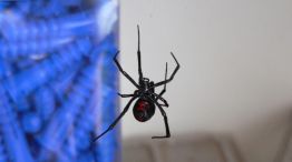 Araña "Viudad Negra" 20220122