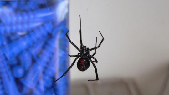 Advierten por la presencia de arañas Viudas Negras y piden "tomar prevenciones"