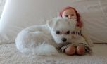 Consejos antes de comprar un perro mini toy