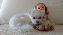 01-23-Consejos antes de comprar una mascota mini toy