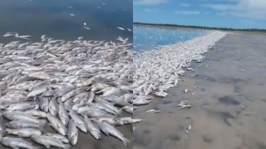 Sequía implacable en Santa Fe: aparecieron miles de peces muertos en una laguna