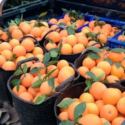Productores de naranjas y mandarinas avizoran una caída en la producción