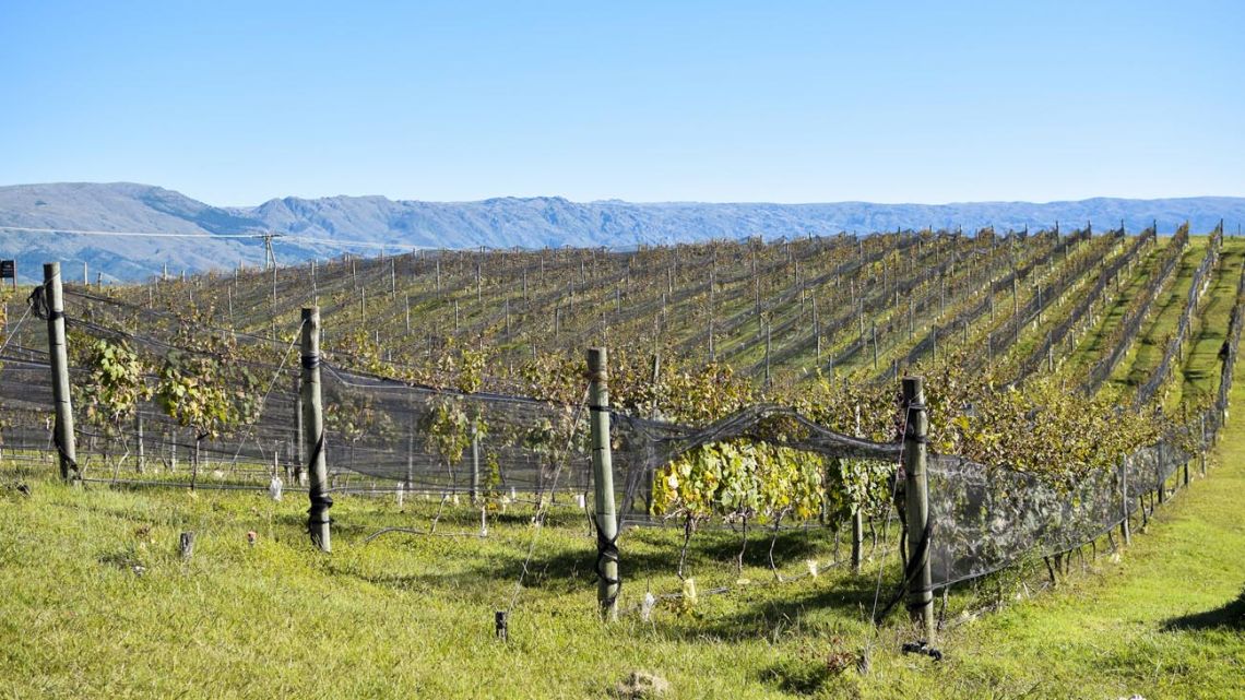 Turismo: destinos no tradicionales para disfrutar de viñedos y bodegas ...