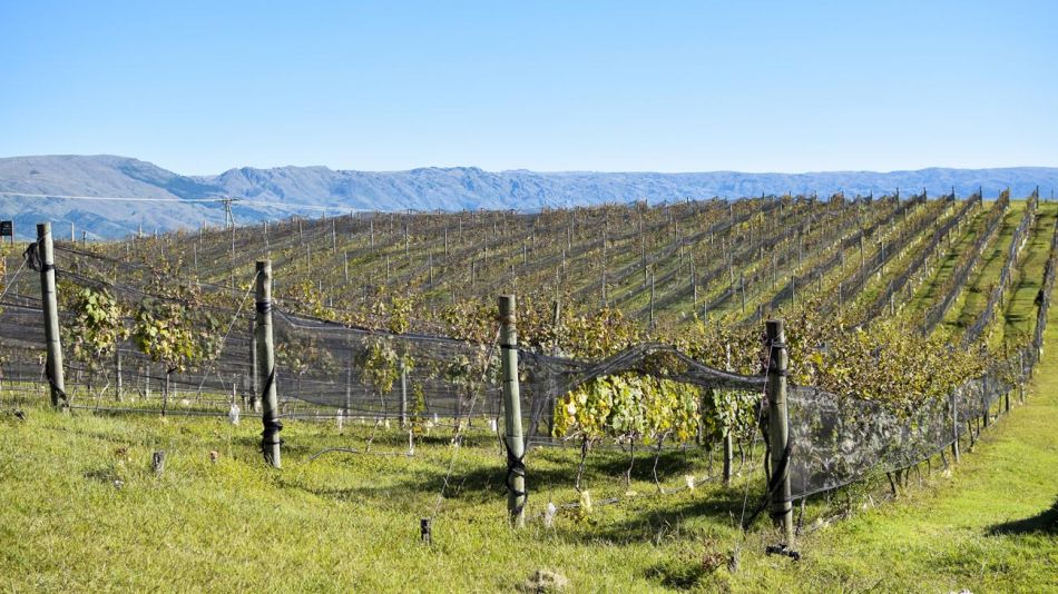 Mapa interactivo con más de 380 bodegas y viñedos de todo el país
