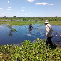 La Dra. Ana Pía Rabuffetti, sumergida en el agua hasta la cintura, y el Dr. Elie Abrial, en acción en el terreno. En laguna Los Naranjos del Ubajay, por la zona del Arroyo leyes (Santa Fe).