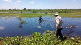 01_26MapeoPecesInvestigacionConicet