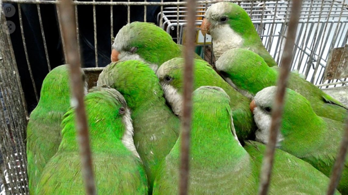 Four people hospitalized for psittacosis in Argentina: what is the “parrot flu”