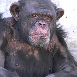 El 31 de enero de 1999 un grupo de científicos de la Universidad de Alabama descubrieron que el virus del VIH provino del chimpancé.