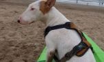 Cuidados para los perros en la playa