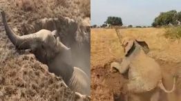 Un argentino filmó el rescate de un elefante en Uganda.