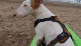 Vacacionar con el mejor amigo es parte de una práctica que muucho se ve en las arenas. Cuidados básicos para que disfruten sin tener que padecer las agresiones del sol y otros obstáculos que les presenta el terreno.