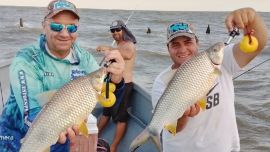 Una vez más en Berisso, en el sur del Río de la Plata, las bogas dijeron presente junto a carpas y bagres.