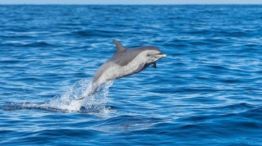 01-31_Avistamiento de delfines oscuros en Patagonia.