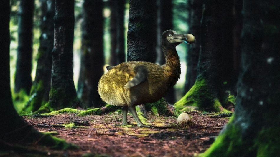 El dodo es el tercer animal extinto en la lista de tareas pendientes de Colossal. 