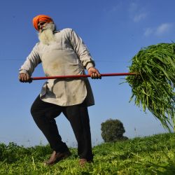 Un agricultor trabaja en el campo en un pueblo de las afueras de Jalandhar, India. | Foto:SUJIT JAISWAL / AFP