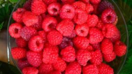 El próximo fin de semana Balcarce celebrará la vigésima Fiesta Provincial de la Frambuesa con patio gastronómico y un desfile de autos emblématicos del automovilismo argentino.