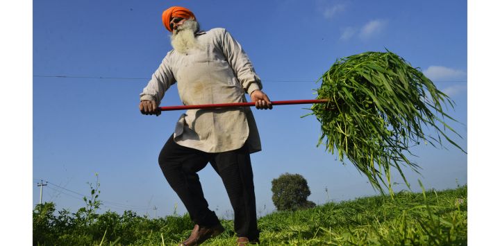 Un agricultor trabaja en el campo en un pueblo de las afueras de Jalandhar, India.