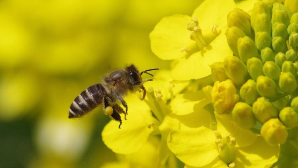 Por qué es preocupante la caída en la longevidad de las abejas
