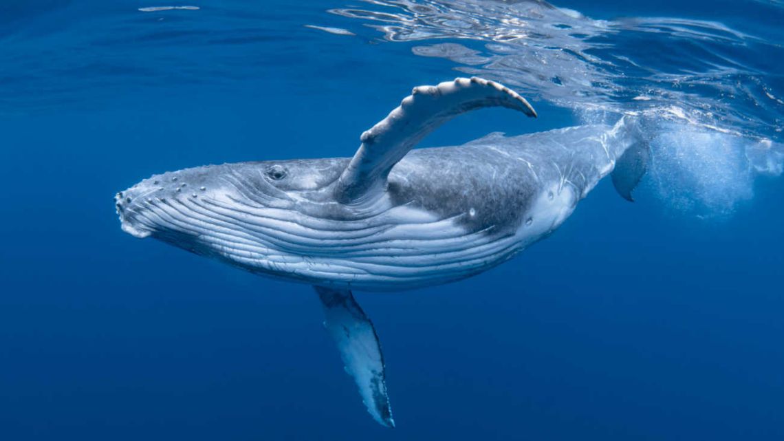 From small ancestors to giants: this is how the size of the whales increased