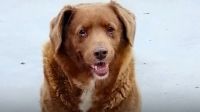Bobi, el perro más viejo del mundo 20230204