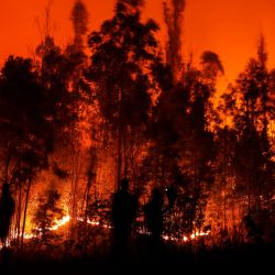Personas luchan contra un incendio en Purén, región de la Araucanía, Chile. - Al menos 23 personas han muerto en cientos de incendios forestales provocados en medio de una ola de calor abrasador en el centro sur de Chile. | Foto:JAVIER TORRES / AFP