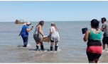 Liberan a una tortuga cabezona marina en las aguas de Villa del Mar