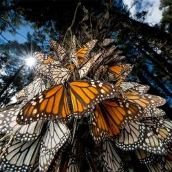 El calentamiento, la pérdida de su hábitat y la tala de árboles son los peores enemigos de la mariposa monarca.