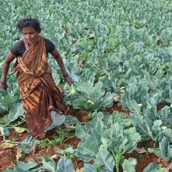 Un agricultor cosecha coliflor de un campo en las afueras de Bengaluru, India. | Foto:Manjunath Kiran / AFP