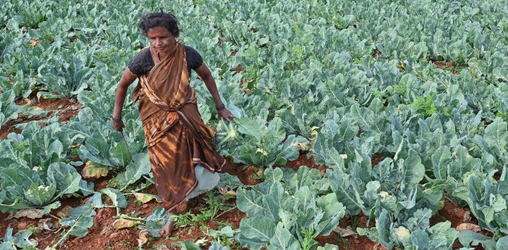 Un agricultor cosecha coliflor de un campo en las afueras de Bengaluru, India.