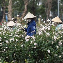 Trabajadores podan rosas en el parque Thong Nhat de Hanoi, Vietnam. | Foto:NHAC NGUYEN / AFP