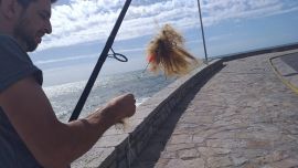 En la Costa Atlántica los aficionados al deporte de la caña viven, como una pesadilla, la aparición de una sustancia de origen animal: los hidrozoos. Por su consistencia suelen referirse a este organismo como pasto.