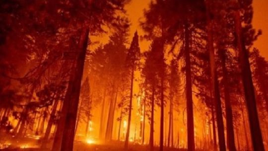 Incendios forestales: el fuego ya arraso con más de 31.000 hectáreas en Corrientes