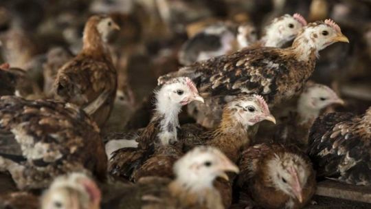 ¿Nueva pandemia? Refuerzan medidas frente el avance de la gripe aviar