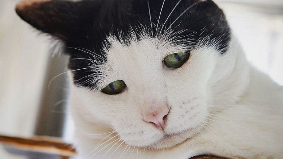 Pancho, el gato "más triste del mundo"