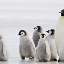 Es el pingüino más grande del mundo jamás encontro hasta ahora.
