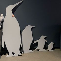 doctor Daniel Ksepka, primer autor del estudio y miembro del Museo Bruce de Greenwich, Connecticut, Estados Unidos junto a una maqueta del gigantesco pingüino.