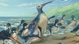 Pesa más de tres veces que los pingüinos vivos más grandes.