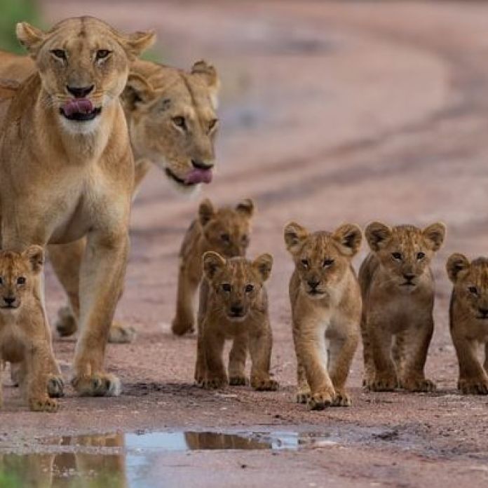 Weekend | Sorprendente: afirman que los leones no son felinos