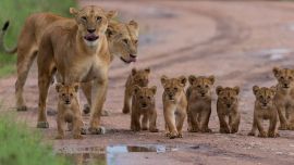 Aunque lo habitual es catalogar a los leones como grandes felinos, técnicamente hablando, no lo son