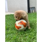El Golden Retriever