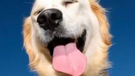 ¿ Cómo saber si nuestro amigo es feliz?. Prácticas profesionales para al menos intentar darles una vida plena.